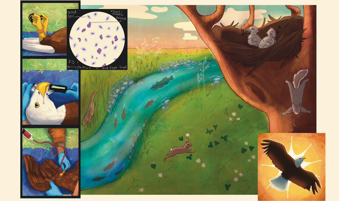 UW-Stevens Point wildlife ecology major Maggie McLain created a painting that shows how contaminants affect bald eagles and their ecosystem. She paired with UW-Madison Sea Grant scientist Gavin Dehnert.