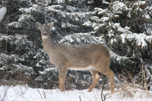 A deer in Schmeeckle Reserve