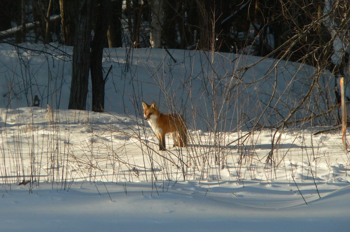 Led by UW-Stevens Point students, the campus’s 280-acre Schmeeckle Reserve will hold Family Nature Programs throughout March.