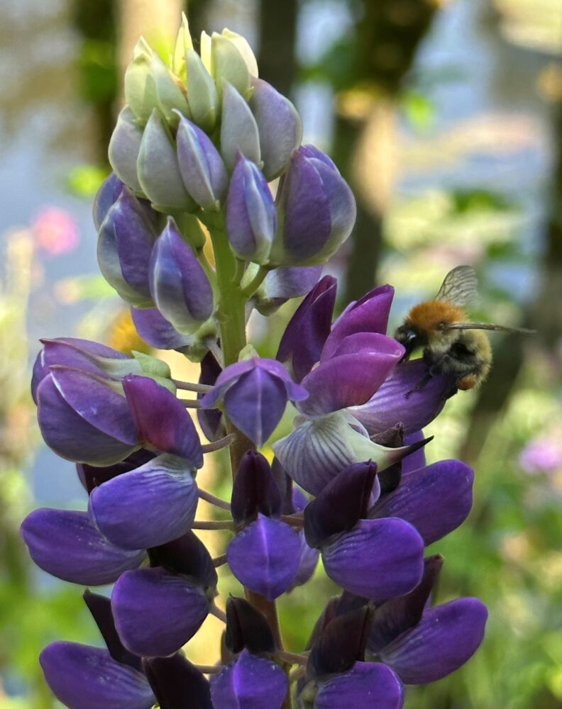 Bumble Bee on Wildlife Lupine