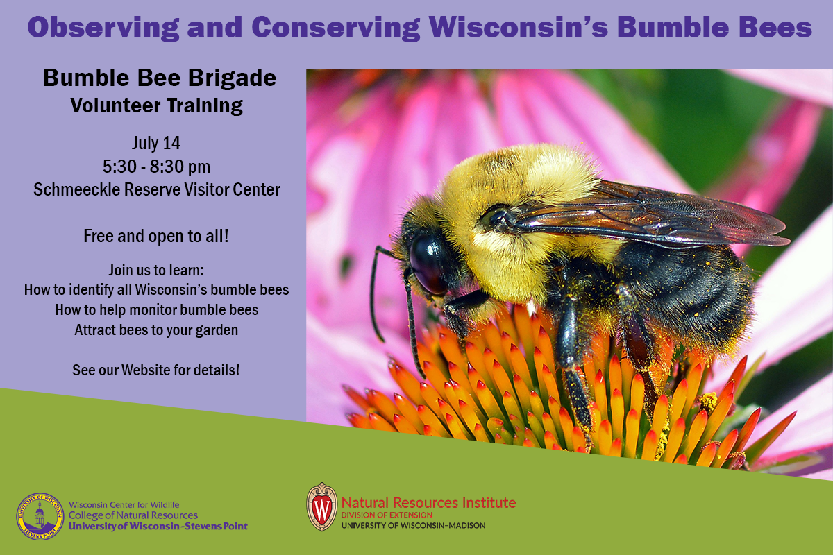 Observing and Conserving Wisconsin's Bumble Bees with the Wisconsin Center for Wildlife